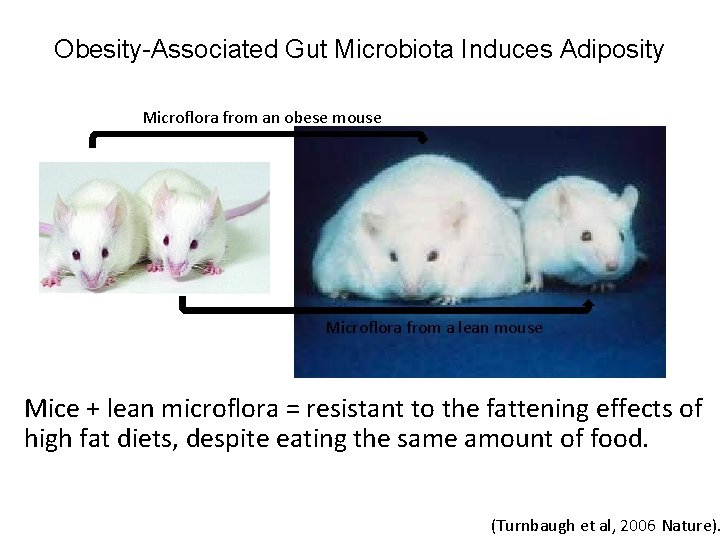 Obesity-Associated Gut Microbiota Induces Adiposity Microflora from an obese mouse Microflora from a lean