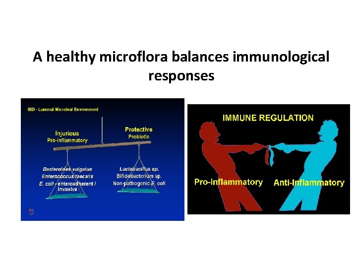 A healthy microflora balances immunological responses 