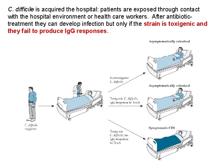 C. difficile is acquired the hospital: patients are exposed through contact with the hospital