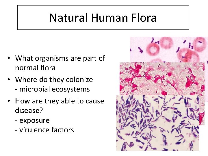 Natural Human Flora • What organisms are part of normal flora • Where do