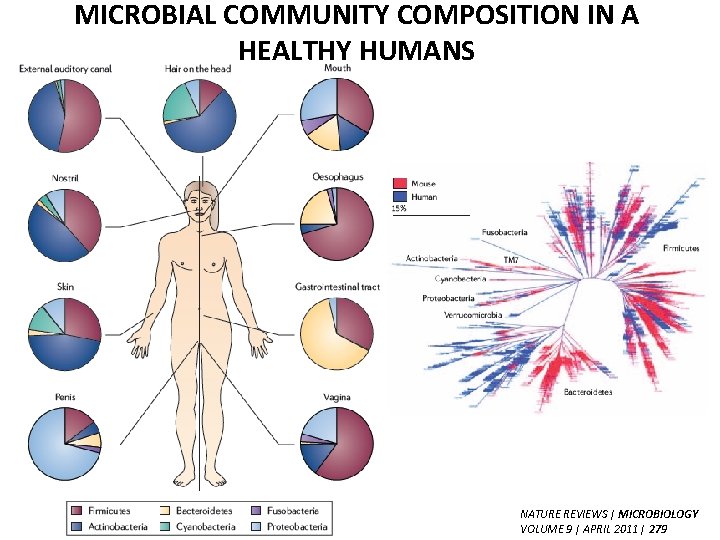 MICROBIAL COMMUNITY COMPOSITION IN A HEALTHY HUMANS NATURE REVIEWS | MICROBIOLOGY VOLUME 9 |