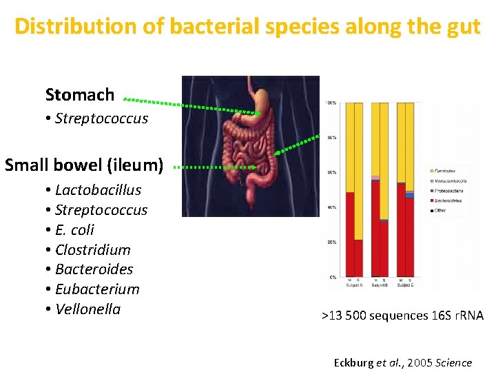 Distribution of bacterial species along the gut Stomach • Streptococcus Small bowel (ileum) •