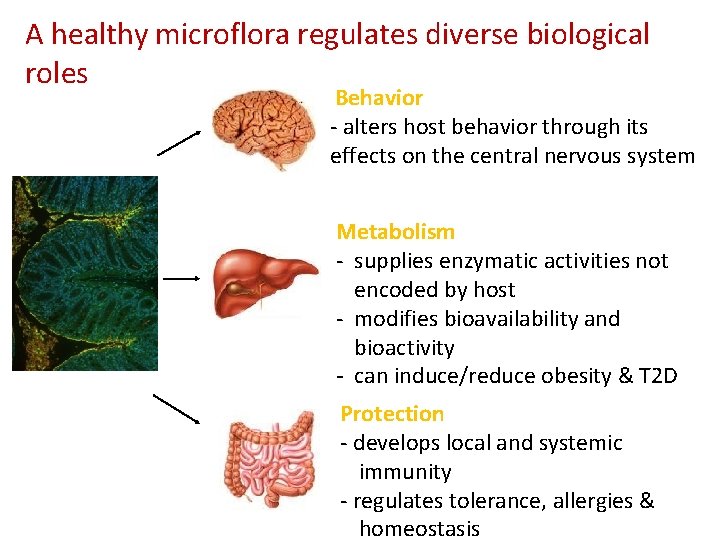 A healthy microflora regulates diverse biological roles Behavior - alters host behavior through its