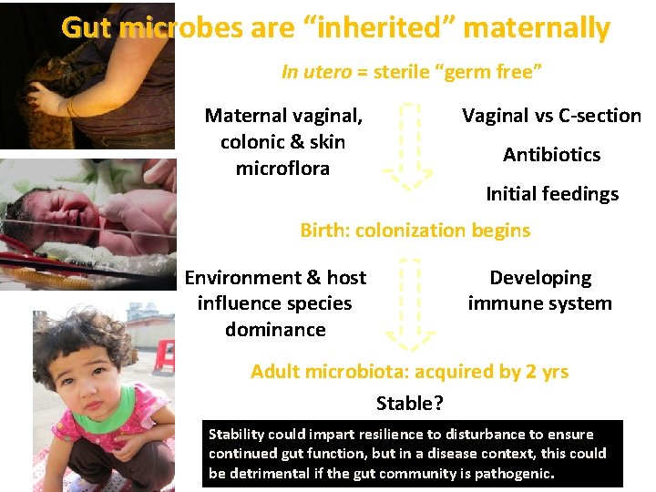 Gut microbes are “inherited” maternally In utero = sterile “germ free” Maternal vaginal, colonic