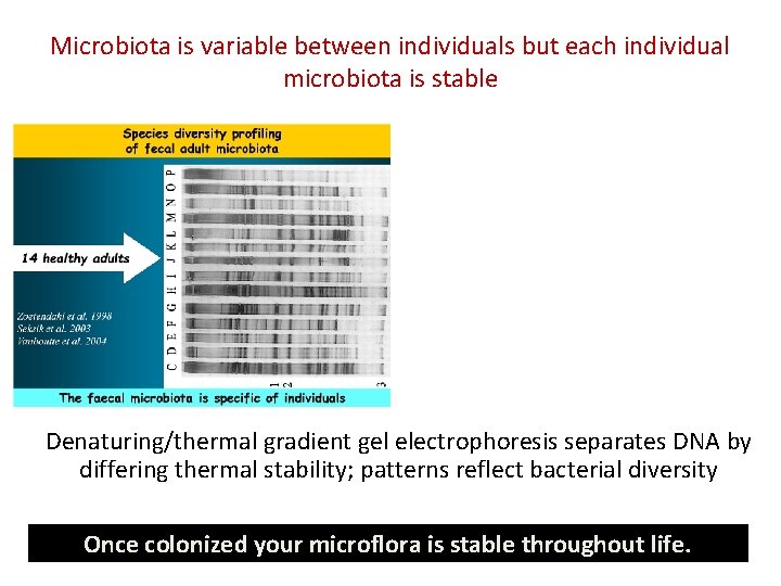 Microbiota is variable between individuals but each individual microbiota is stable Denaturing/thermal gradient gel