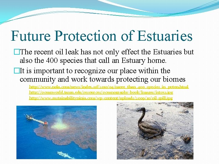 Future Protection of Estuaries �The recent oil leak has not only effect the Estuaries