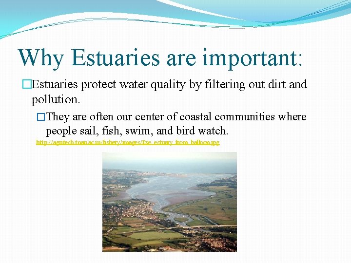 Why Estuaries are important: �Estuaries protect water quality by filtering out dirt and pollution.