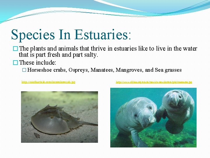 Species In Estuaries: �The plants and animals that thrive in estuaries like to live