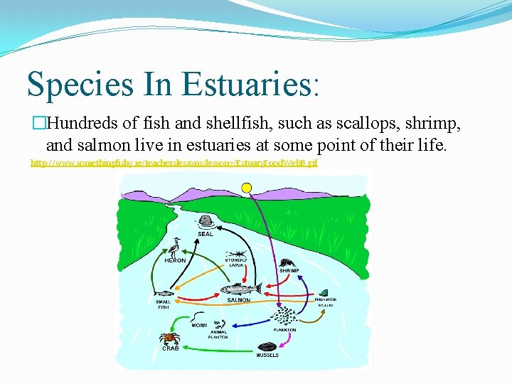 Species In Estuaries: �Hundreds of fish and shellfish, such as scallops, shrimp, and salmon