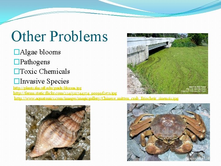 Other Problems �Algae blooms �Pathogens �Toxic Chemicals �Invasive Species http: //plants. ifas. ufl. edu/guide/bloom