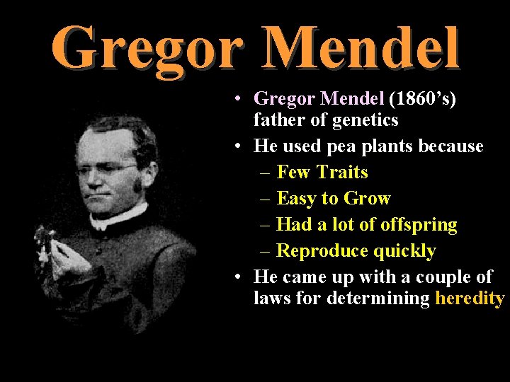 Gregor Mendel • Gregor Mendel (1860’s) father of genetics • He used pea plants