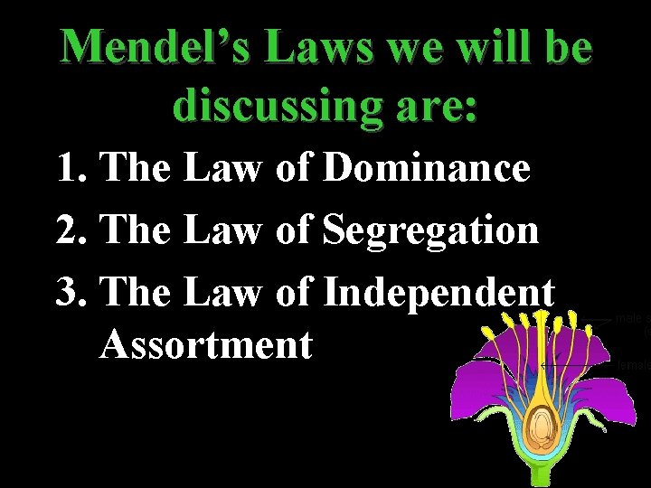 Mendel’s Laws we will be discussing are: 1. The Law of Dominance 2. The