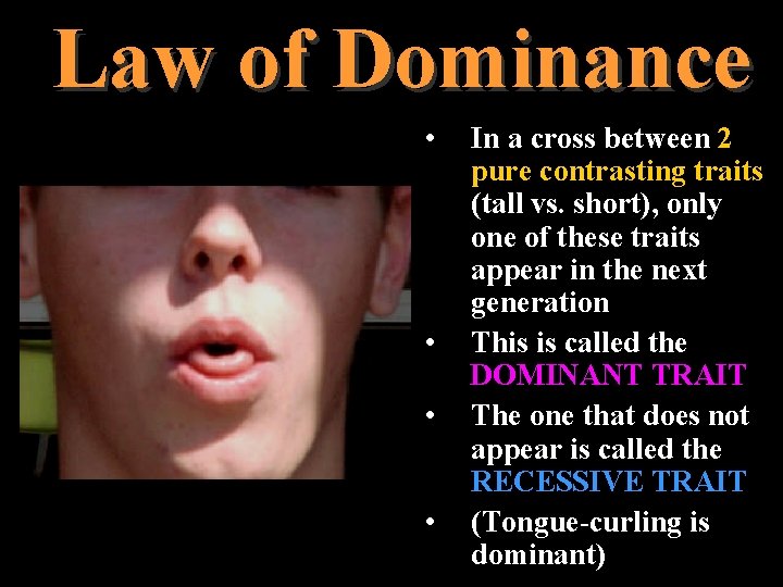 Law of Dominance • • In a cross between 2 pure contrasting traits (tall