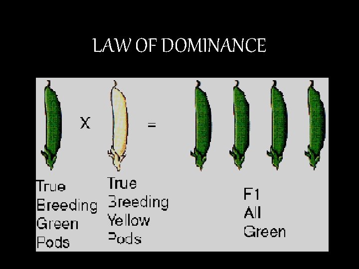 LAW OF DOMINANCE 