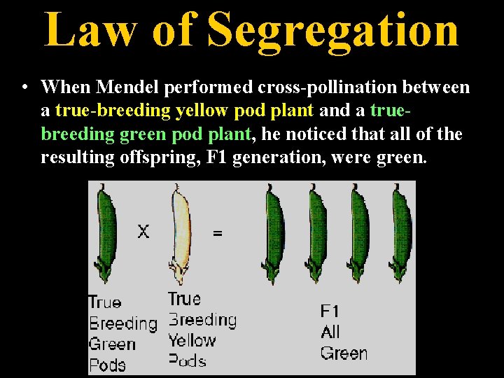 Law of Segregation • When Mendel performed cross-pollination between a true-breeding yellow pod plant