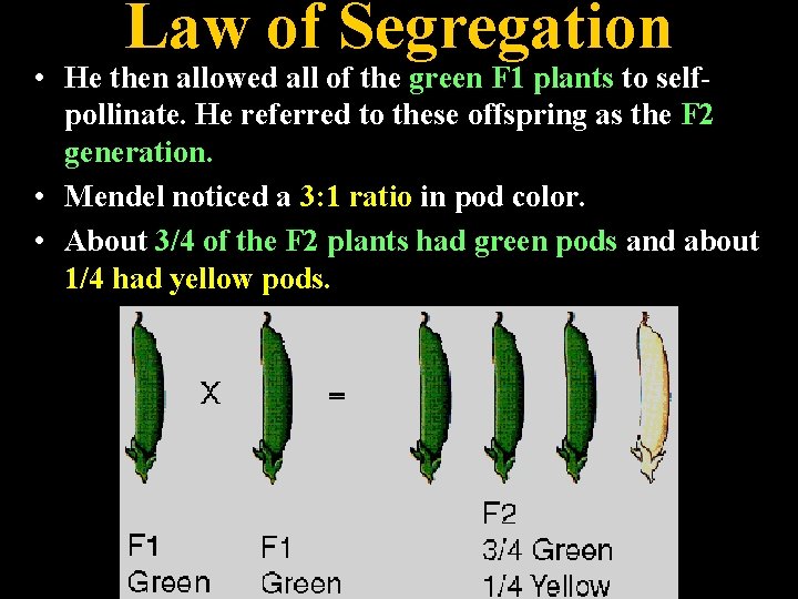 Law of Segregation • He then allowed all of the green F 1 plants