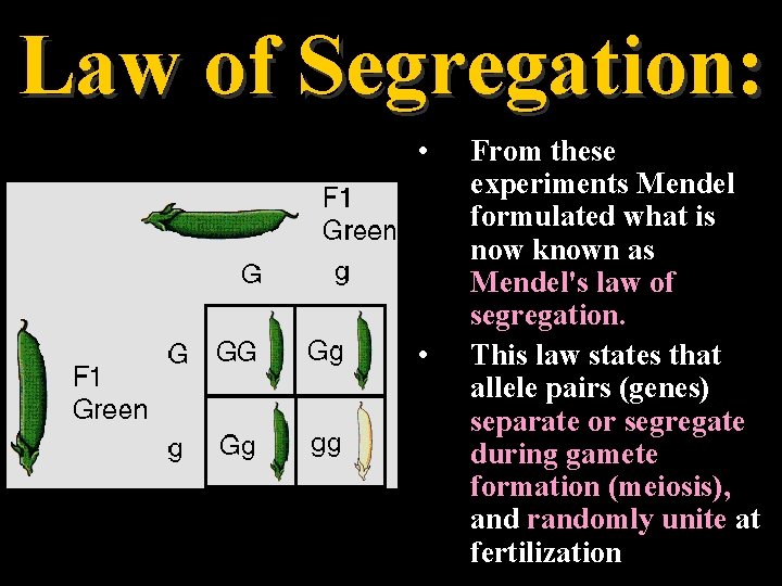 Law of Segregation: • • From these experiments Mendel formulated what is now known