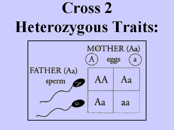 Cross 2 Heterozygous Traits: 