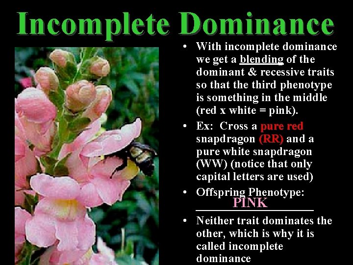 Incomplete Dominance • With incomplete dominance we get a blending of the dominant &