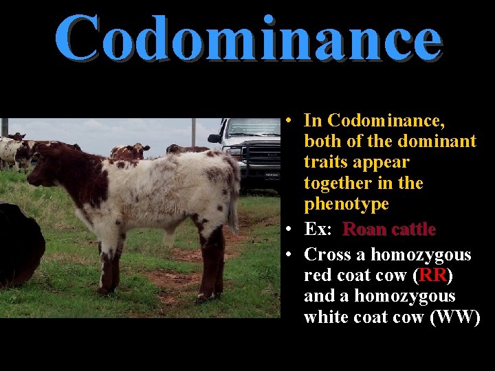 Codominance • In Codominance, both of the dominant traits appear together in the phenotype