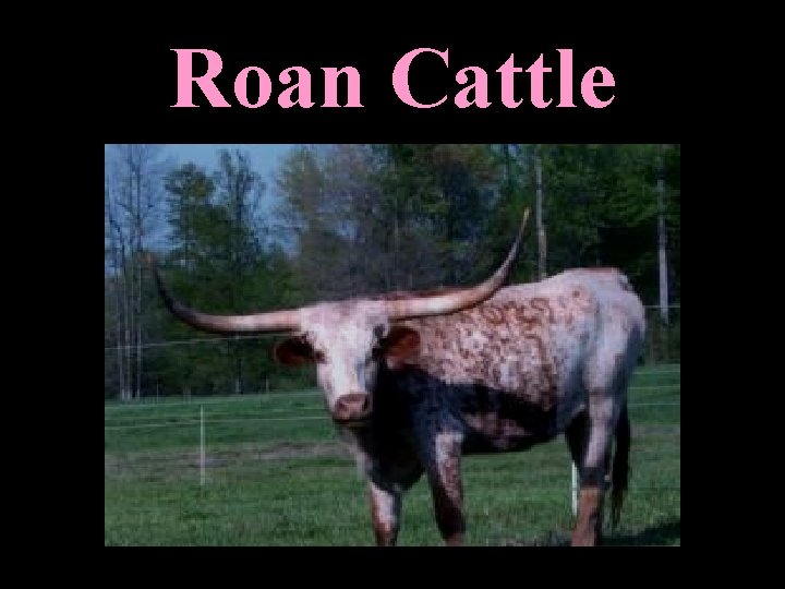 Roan Cattle 