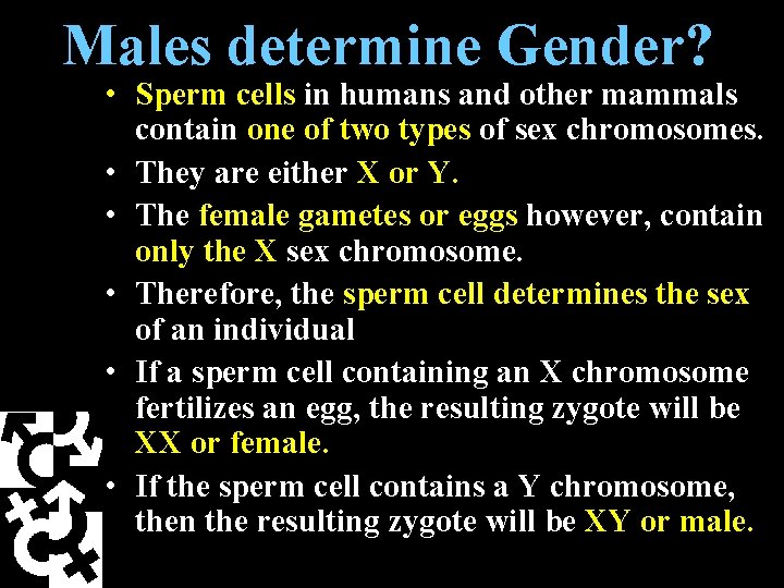 Males determine Gender? • Sperm cells in humans and other mammals contain one of