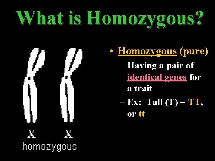 What is Homozygous? • Homozygous (pure) – Having a pair of identical genes for