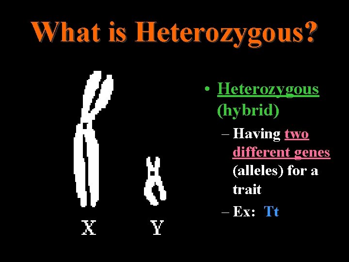What is Heterozygous? • Heterozygous (hybrid) – Having two different genes (alleles) for a