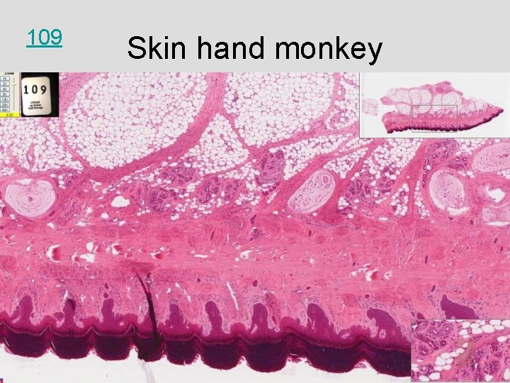 109 Skin hand monkey 