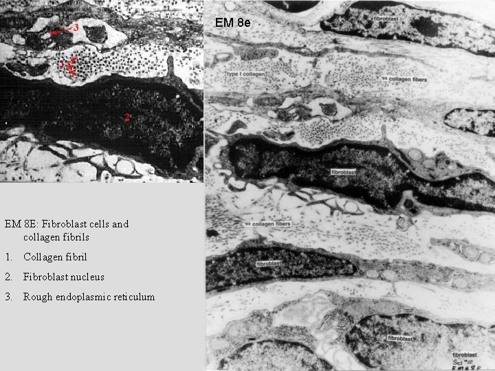 EM 8 e EM 8 E: Fibroblast cells and collagen fibrils 1. Collagen fibril