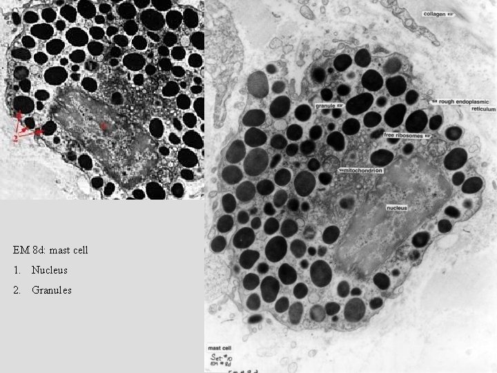 EM 8 d: mast cell 1. Nucleus 2. Granules 