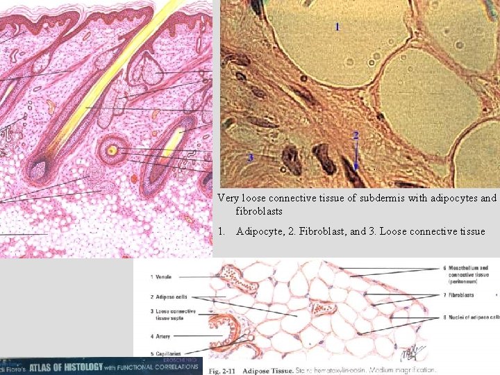 Very loose connective tissue of subdermis with adipocytes and fibroblasts 1. Adipocyte, 2. Fibroblast,