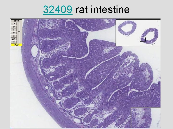 32409 rat intestine 