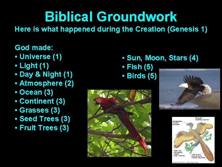 Biblical Groundwork Here is what happened during the Creation (Genesis 1) God made: •