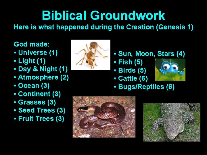 Biblical Groundwork Here is what happened during the Creation (Genesis 1) God made: •