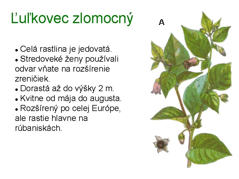 Ľuľkovec zlomocný Celá rastlina je jedovatá. Stredoveké ženy používali odvar vňate na rozšírenie zreničiek.