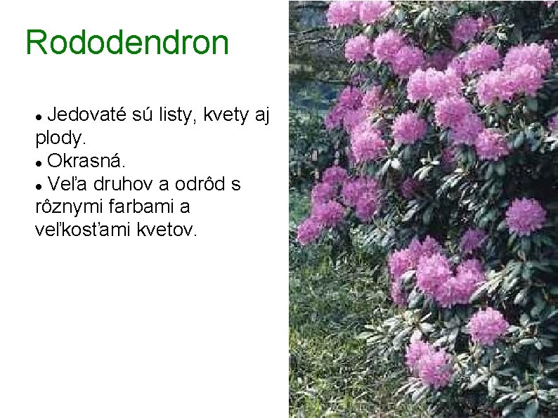 Rododendron Jedovaté sú listy, kvety aj plody. Okrasná. Veľa druhov a odrôd s rôznymi