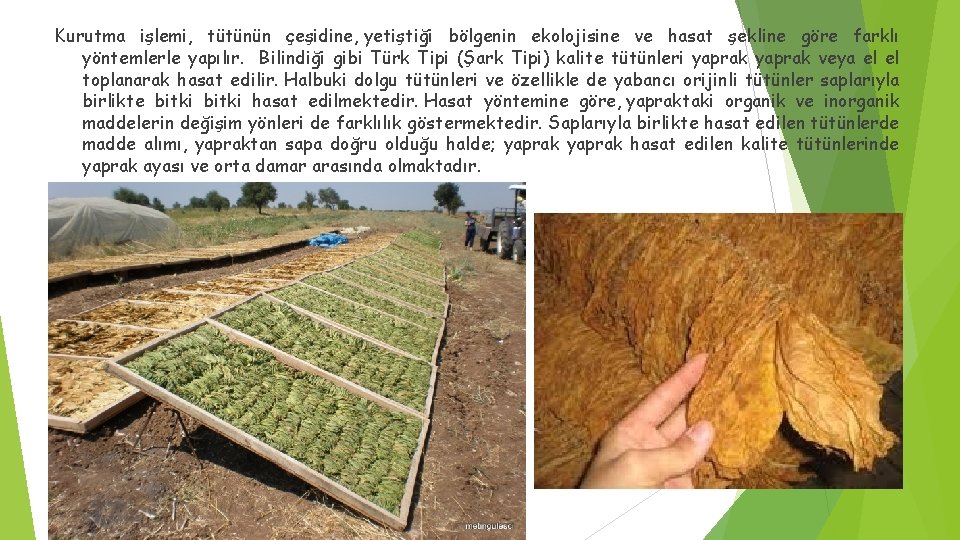 Kurutma işlemi, tütünün çeşidine, yetiştiği bölgenin ekolojisine ve hasat şekline göre farklı yöntemlerle yapılır.