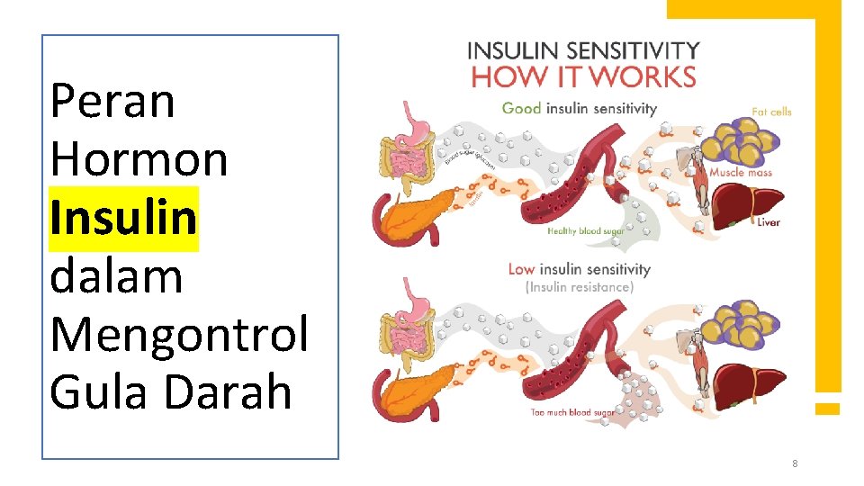 Peran Hormon Insulin dalam Mengontrol Gula Darah 8 