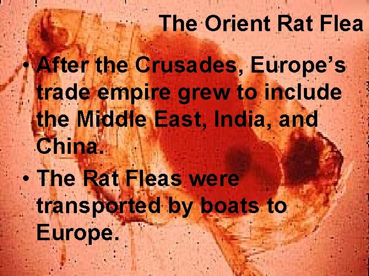 The Orient Rat Flea • After the Crusades, Europe’s trade empire grew to include