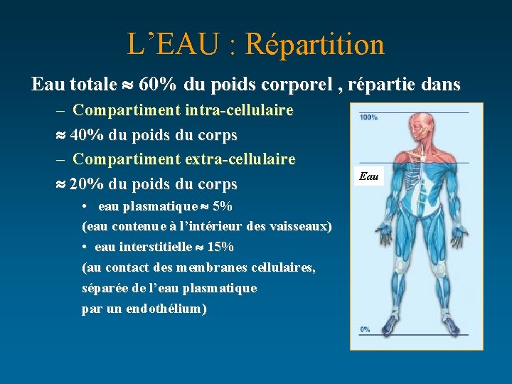 L’EAU : Répartition Eau totale 60% du poids corporel , répartie dans – Compartiment