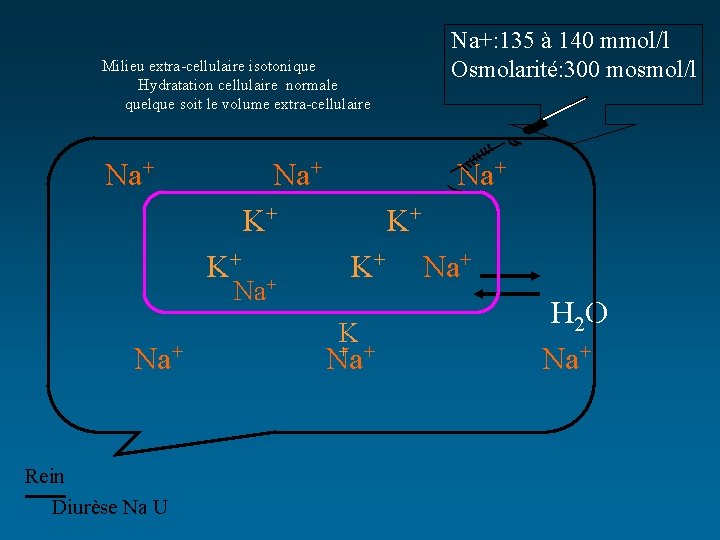 Na+: 135 à 140 mmol/l Osmolarité: 300 mosmol/l Milieu extra-cellulaire isotonique Hydratation cellulaire normale