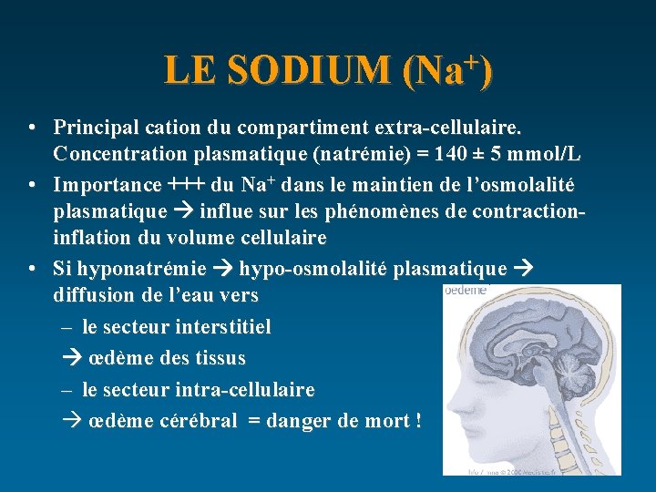 LE SODIUM (Na+) • Principal cation du compartiment extra-cellulaire. Concentration plasmatique (natrémie) = 140