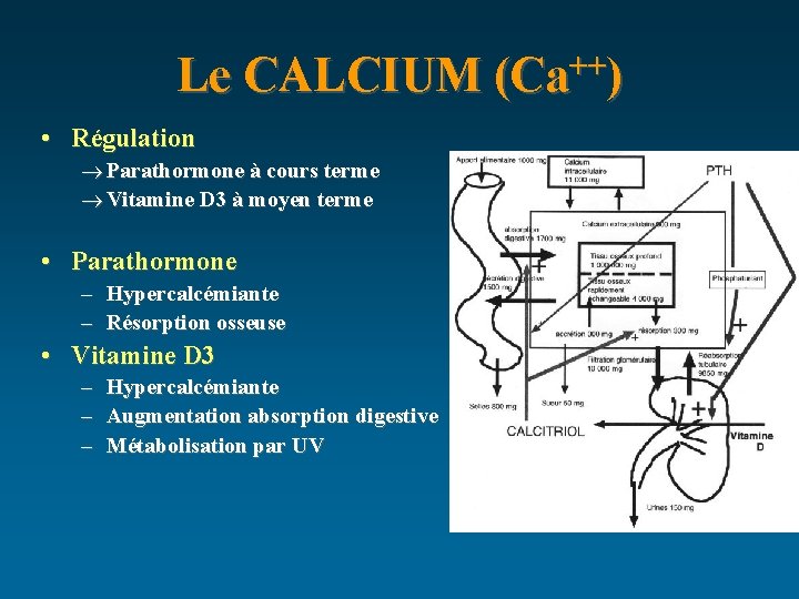 Le CALCIUM (Ca++) • Régulation ® Parathormone à cours terme ® Vitamine D 3