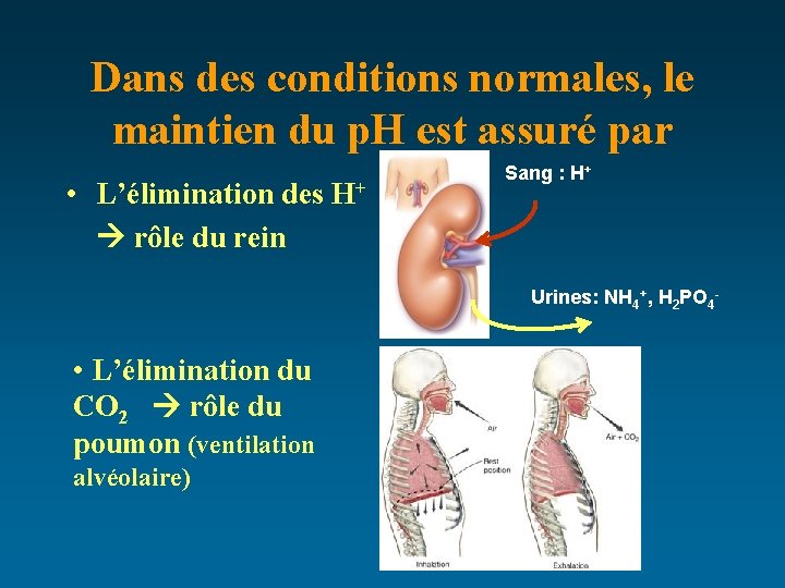 Dans des conditions normales, le maintien du p. H est assuré par • L’élimination