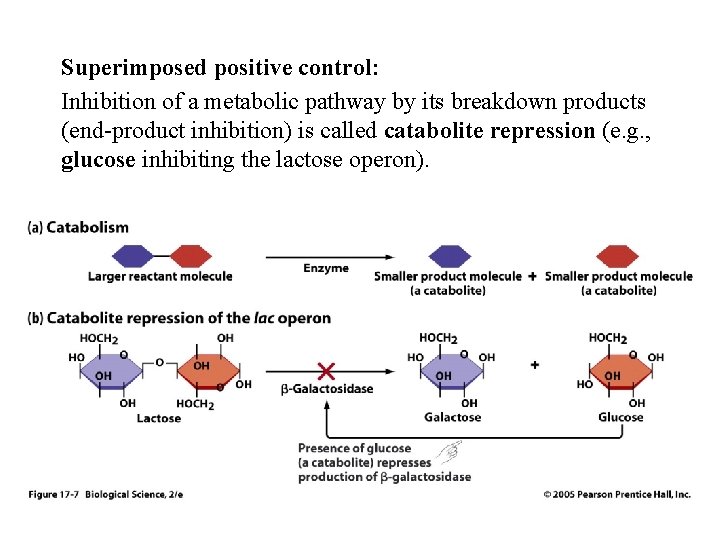 Superimposed positive control: Inhibition of a metabolic pathway by its breakdown products (end-product inhibition)