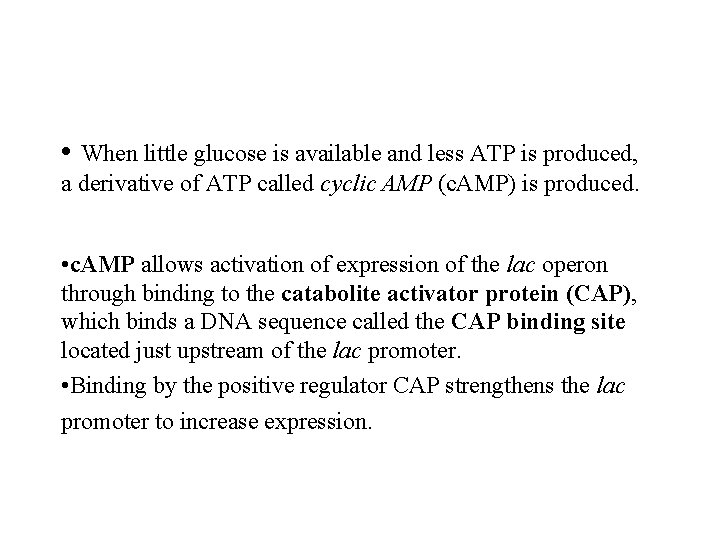 • When little glucose is available and less ATP is produced, a derivative • When little glucose is available and less ATP is produced, a derivative