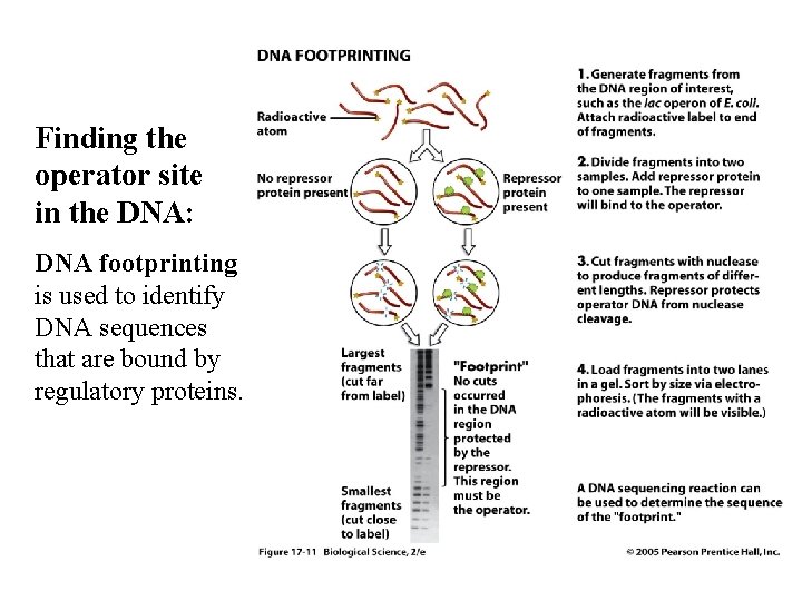 Finding the operator site in the DNA: DNA footprinting is used to identify DNA