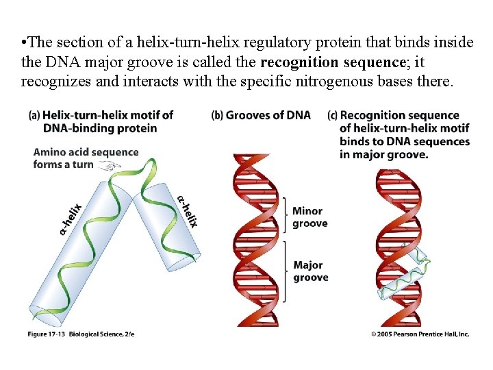 • The section of a helix-turn-helix regulatory protein that binds inside the DNA • The section of a helix-turn-helix regulatory protein that binds inside the DNA