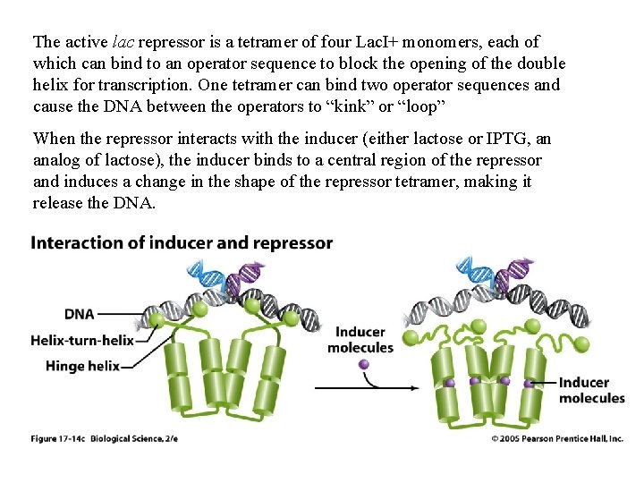The active lac repressor is a tetramer of four Lac. I+ monomers, each of